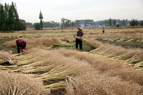 5月5日，四川省眉山市东坡区太和镇的农民在田里翻晒收割后的油菜籽。