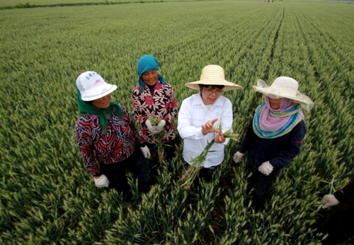　　5月14日，在山东省郯城县一小麦良种繁育基地，郯城农业局农技推广员高建玲（右二）在为麦农讲解小麦良种去杂要点。