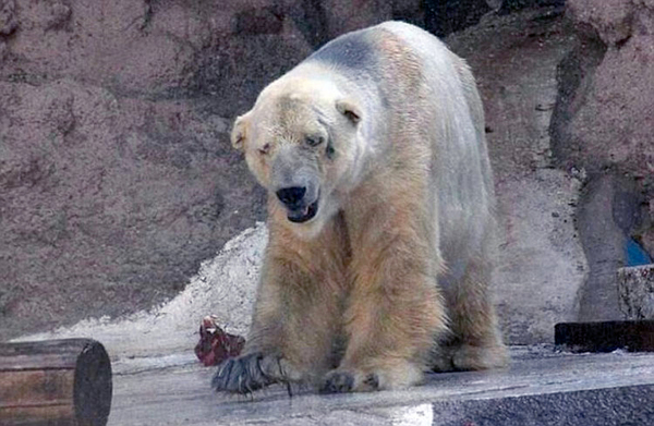 悲伤北极熊受动物园40度高温折磨-患精神病7