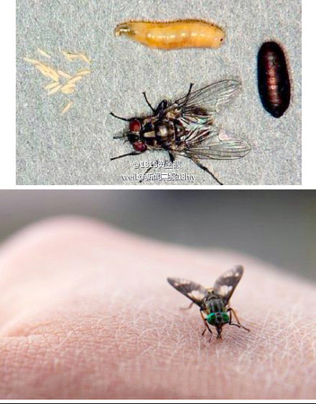 杭州女子到东非旅游感染人肤蝇-手臂竟爬出虫子2