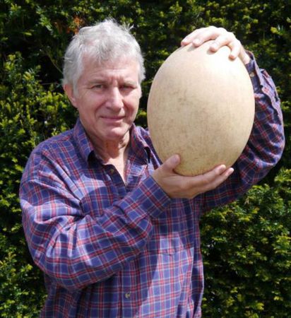 “史上最大蛋”象鸟蛋将拍卖