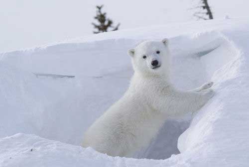 北极熊宝宝伸懒腰（网页截图）