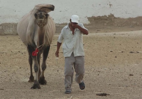 图中为当地居民牵着骆驼为躲避沙尘暴，向房屋跑去。