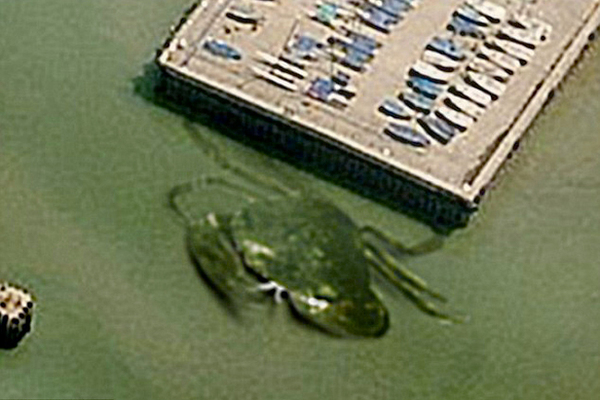 英国码头惊现15米巨型螃蟹-群众被吓坏3