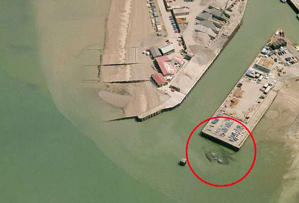 英国码头惊现15米巨型螃蟹-群众被吓坏2