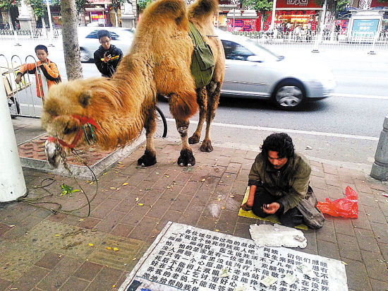 广州闹市一名男子牵着骆驼乞讨