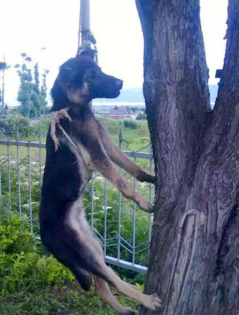 男子将狗吊树上虐杀-称：老子喜欢4