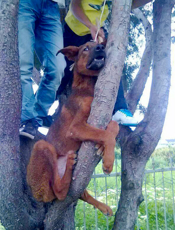 男子将狗吊树上虐杀-称：老子喜欢3