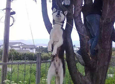 男子将狗吊树上虐杀-称：老子喜欢1
