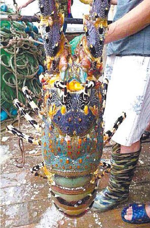 1米长锦绣龙虾卖出60万天价3