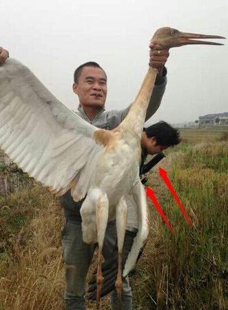 打猎人一手捏住白鹤的脖子，另一只手拉开白鹤的翅膀。 @光阴几何web 图