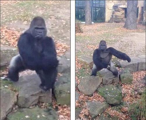这只大猩猩向人群扔石头，随后还直立而起判断是否击中目标。（网页截图）