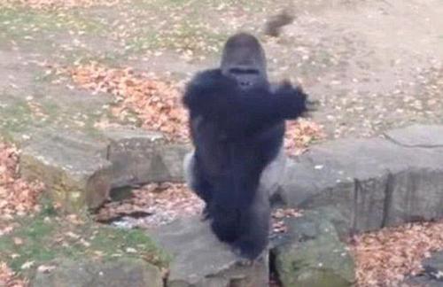 大猩猩扔出石头，险些击中人群。（网页截图）