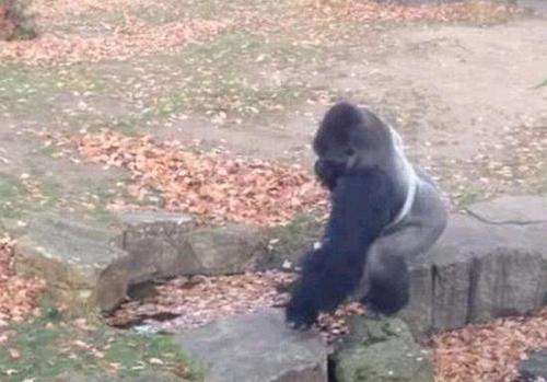可以看到大猩猩正在地上寻找石头，游客在不远的地方拍照。（网页截图）