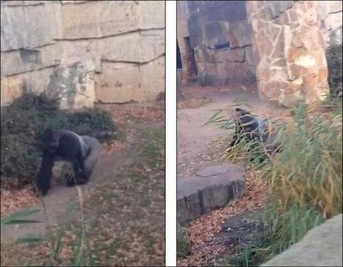 这只大猩猩当时正在围栏中遛弯，在其隐入树丛后，游客们想要更近距离观察它。（网页截图）