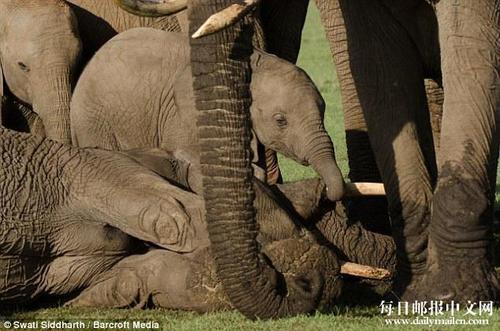 大象妈妈被偷猎者毒矛杀死，小象宝宝守在妈妈的尸体旁边伤心欲绝，不愿离开。