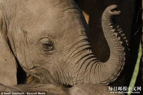 小象宝宝眼含泪水。