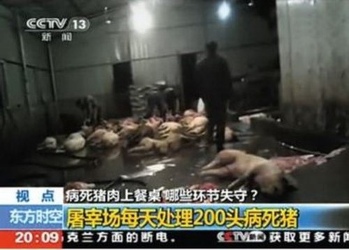 千余吨病死猪肉流入11省区 教您如何鉴别病死猪肉
