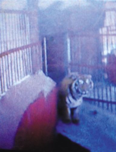 春节前，平度市民在文王山林场拍到的老虎。平度市民供图