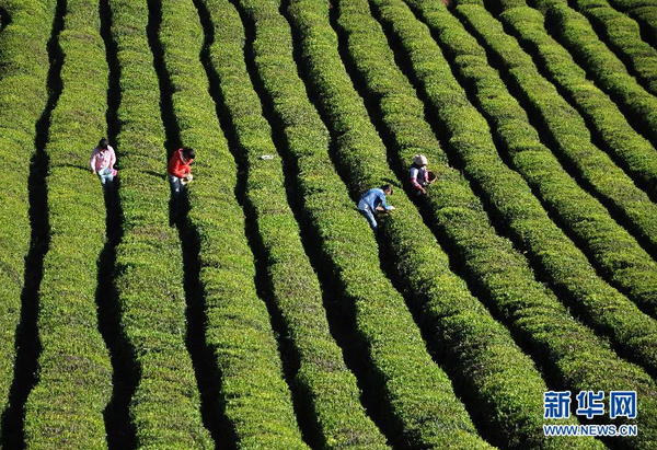 全国各产茶区迎来“明前茶”采摘高峰10