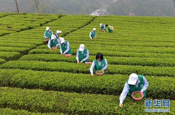全国各产茶区迎来“明前茶”采摘高峰9