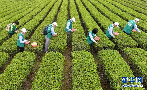 全国各产茶区迎来“明前茶”采摘高峰2