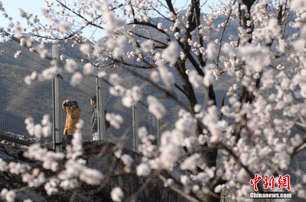 和谐号列车穿越居庸关花海 被赞开往春天的列车9