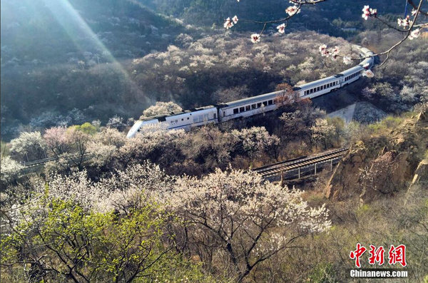 和谐号列车穿越居庸关花海 被赞开往春天的列车6