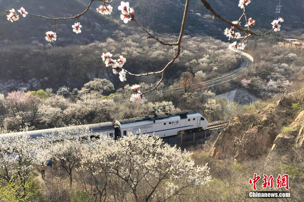 和谐号列车穿越居庸关花海 被赞开往春天的列车3