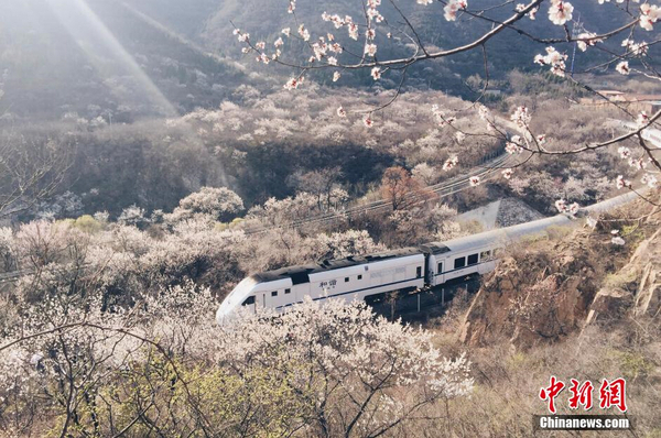 和谐号列车穿越居庸关花海 被赞开往春天的列车2