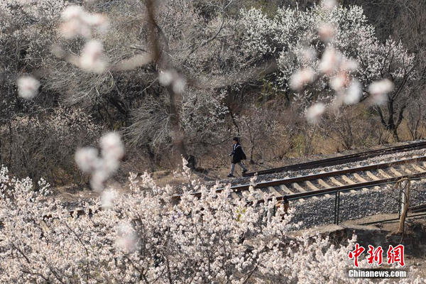 和谐号列车穿越居庸关花海 被赞开往春天的列车7