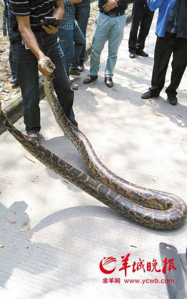 两米长的蟒蛇被“蛇王”擒获 羊城晚报记者 王俊伟 摄