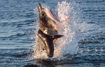 超4米长大白鲨跃出海面捕食海豹瞬间