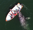 游客乘船偶遇灰鲸群 庞然大物主动示好