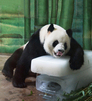 武汉：天气炎热 大熊猫“伟伟”趴在冰块上睡午觉