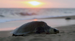 5万只太平洋丽龟汇聚墨西哥沙滩产卵