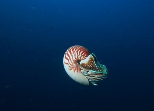 异鹦鹉螺再现 异鹦鹉螺 大灭绝时代