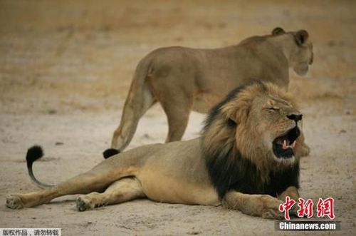 图为雄狮塞西尔（下）资料图。塞茜尔是津巴布韦最有名狮子，也是当地最年老的狮子之一。