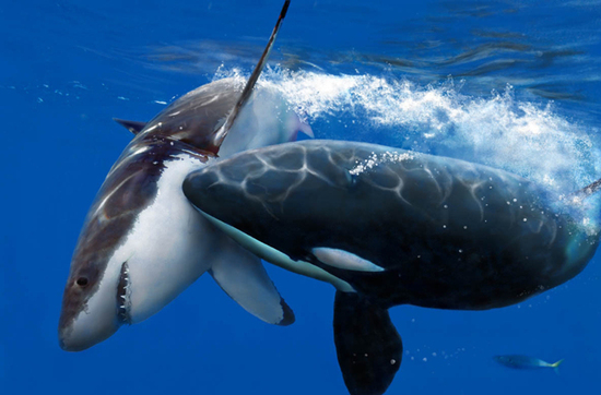 大白鲨为自救跃出水面 逃离捕蟹网（组图）【4】