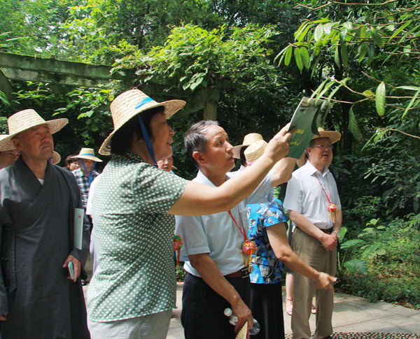 在广西药用植物园，考察组成员见到了被称为“植物界大熊猫”的金花茶