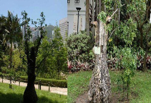 香港公园一棵树龄达400年的枣树枯萎被斩。