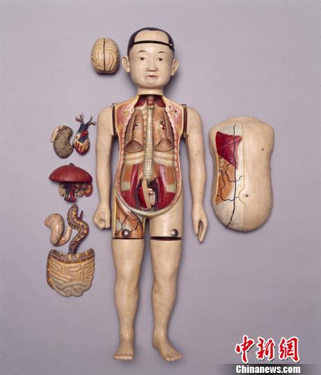 图为西医解剖学传入中国后，清宫收藏的人体解剖模型。