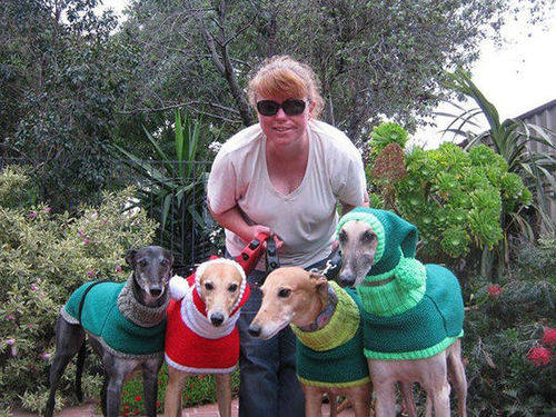 简·布朗从2008年开始便为被抛弃的灰狗织毛衣，帮助它们抵御寒冬。