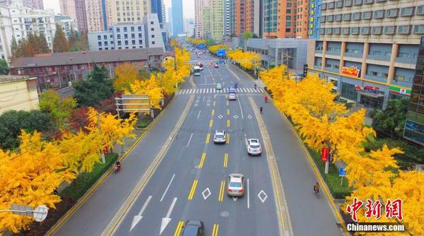 12月5日，上海，上海虹口区现最长“金光大道”。四平路上从海伦路到五角场广场一段栽满了高大的银杏树，全长超过5公里，秋末冬初，树叶逐渐变成金黄色，形成一条巨长的“金光大道”。 图片来源：视觉中国