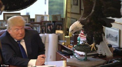 特朗普在拍摄现场遭受国鸟“白头鹰”的攻击。（ 图片来源：美国媒体）