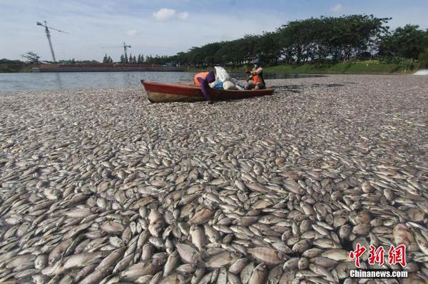 印尼一湖内现数千死鱼 或为水温变化所致1