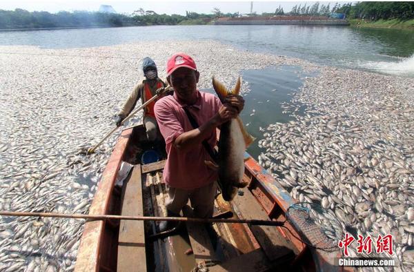 印尼一湖内现数千死鱼 或为水温变化所致4