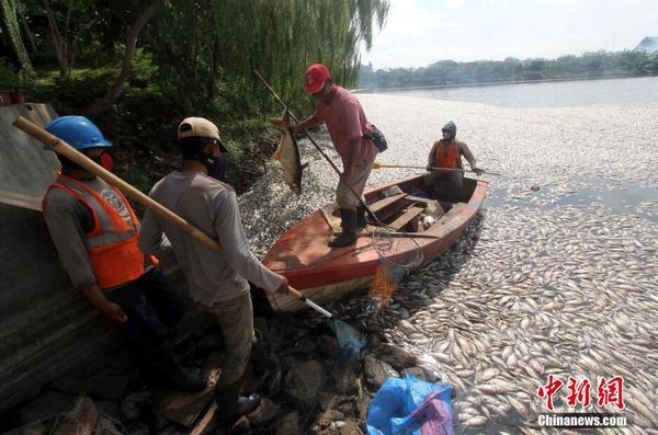 印尼一湖内现数千死鱼 或为水温变化所致5