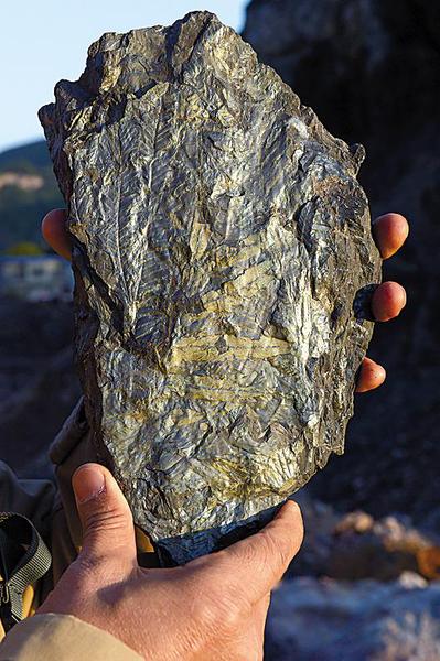 广州发现2.1亿年前古生物化石 被工人用来制砖