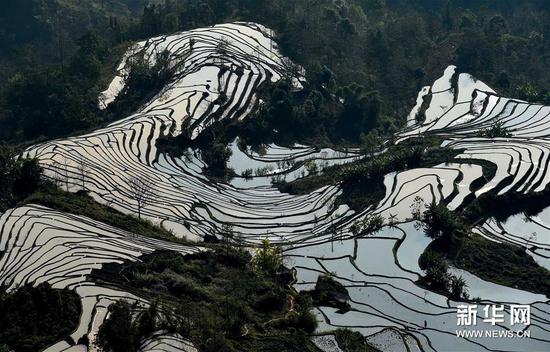 这是云南省红河州元阳县的哈尼梯田美景，形似奔马（1月11日摄）。